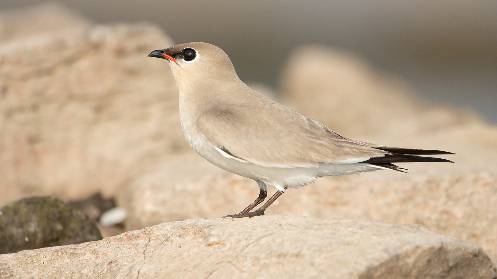 Small Pratincole